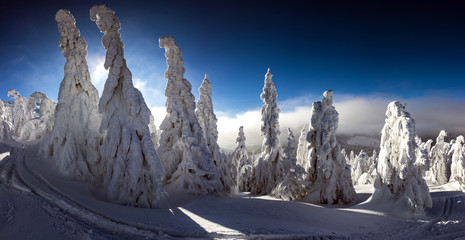 Zimowy górski las z zaśnieżonymi drzewami - obrazy, fototapety, plakaty