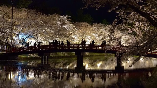 Hirosaki park cherry blossom matsuri festival light up at night. Beauty full bloom pink flowers in west moat Shunyo-bashi Bridge and lights illuminate. Aomori Prefecture, Tohoku Region, Japan