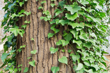 green creepers on an old tree trunk