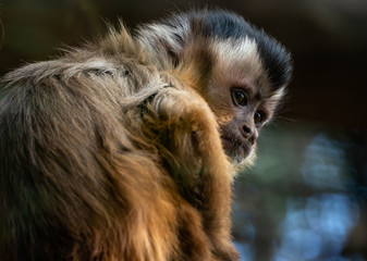 one monkey sapajus libidinosus thoughtful