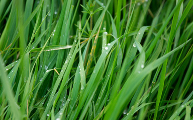 Dew on the grass
