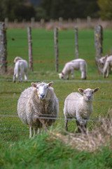 Obraz premium Sheep In Fence With Natural View