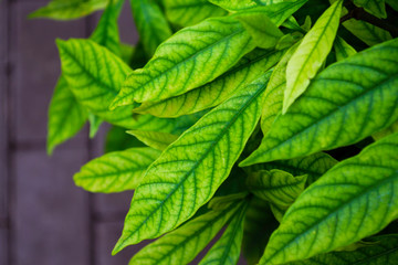 Gardenia jasminoides leaves against the background of paving stones.
