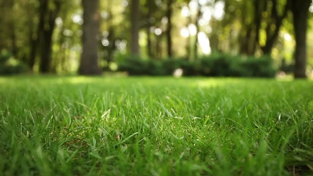 Fresh green lawn outdoor, grass on backyard (garden).