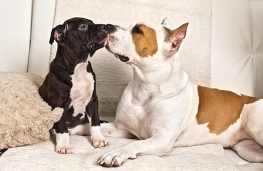 American Staffordshire Terrier puppy and his mother lying on the white couch