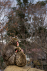 2 japanese macaques at the Zoological gardens in Tokyo, Japan. 