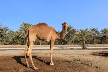 Camel on the royal camel farm in the Bahrain