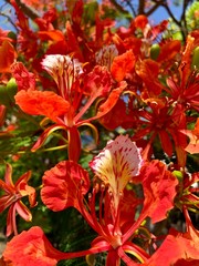 Fleurs de flamboyant rouge