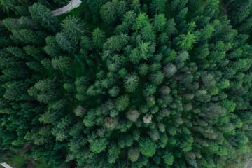 Texture of forest view from above, Aerial top view forest, Panoramic photo over the tops of pine forest