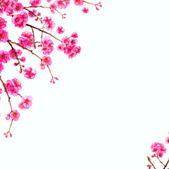 Obraz na płótnie Canvas Watercolor sakura japan cherry branch . Blooming flowers. Spring pink design wallpaper, poster, background, cover, fabric, textile.