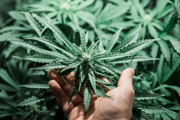 Indoor grow weed cultivation. THC and CBD in pot. Weed for recreational purposes. Growing cannabis....