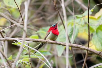 Crimson Sunbird is a species of bird in the sunbird family which feed largely on nectar, although they will also take insects, especially when feeding the young.