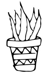 Aloe plant, ink drawn, succulent in pot.Print with exotic plant.Hand drawn illustration.