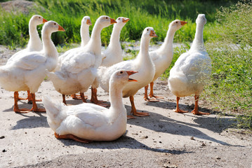 A flock of geese on a green trail. goose and his family for a walk in the village