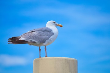 western gull on a post