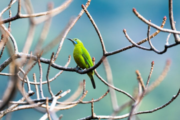 bird on a branch leafbird