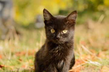 Black kitten sits on the grass in the leaves