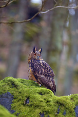 Eurasian eagle-owl (Bubo bubo), portrait in the forest. Eagle-Owl sitting in a forest on a rock. Big owl sitting on a rock in a dense forest.