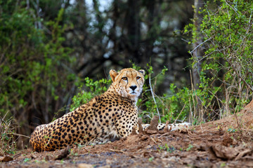The cheetah (Acinonyx jubatus), also as the hunting leopard resting on red soil.Large spotted cat lying on the ground in an African bush.