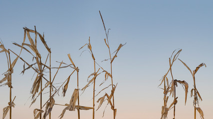 Corn stalks in winter isolated against blue sky