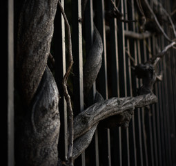 The trunks are intertwined in a fence. Madrid. Spain