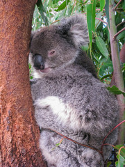 Sad Koala in Australia