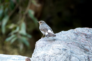 bird on rock