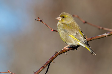 European male goldfinch (chloris chloris), sitting on a branch on a homogeneous blurred background.