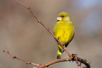 European male goldfinch (chloris chloris), sitting on a branch on a homogeneous blurred background.