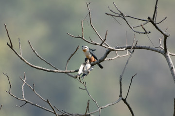 Collared Falconet is a species of bird of prey in the Falconidae family. It is found in the Indian Subcontinent and Southeast Asia, ranging across Bangladesh, Bhutan, Cambodia, India.