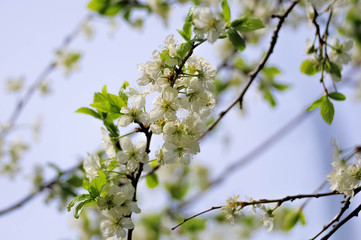 Blossoming of plum white flowers in spring time, natural seasonal background