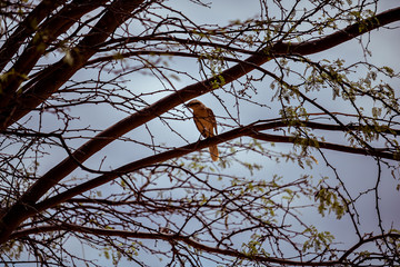Brown bird and blue sky