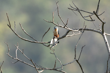 Collared Falconet is a species of bird of prey in the Falconidae family. It is found in the Indian Subcontinent and Southeast Asia, ranging across Bangladesh, Bhutan, Cambodia, India.