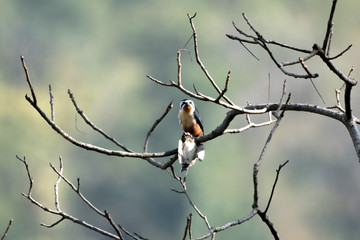 Collared Falconet is a species of bird of prey in the Falconidae family. It is found in the Indian Subcontinent and Southeast Asia, ranging across Bangladesh, Bhutan, Cambodia, India.