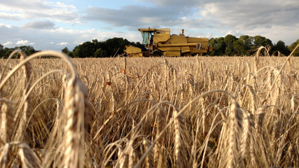 Fototapeta premium Aerial view on the combines and tractors working on the large wheat field
