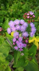 purple flowers in the garden