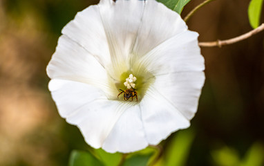 A honey bee collecting pollen from a white flower. 