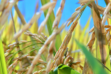 FIELD RICE BRAZIL / ALEGRETE RIO GRANDE DO SUL