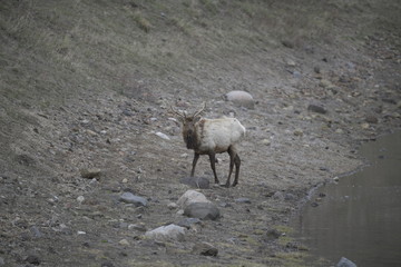 Single elk in yellowstone, USA