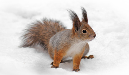 Naklejka na ściany i meble fluffy beautiful squirrel on the snow in the winter forest close up