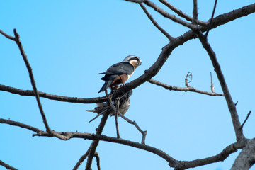 Collared Falconet is a species of bird of prey in the Falconidae family. It is found in the Indian Subcontinent and Southeast Asia, ranging across Bangladesh, Bhutan, Cambodia, India.