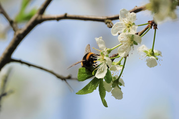 Bumblebee at white flowers of plum tree in spring