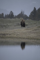 Fototapeta premium Single bison grazing near river in yellowstone, USA