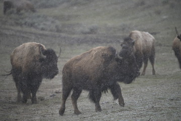 Three Bison in snow in yellowstone, usa