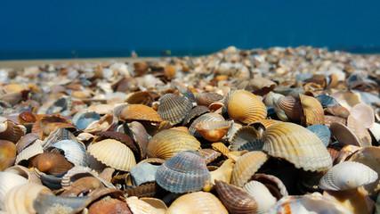 Obraz na płótnie Canvas sea shells on the beach