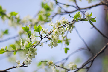 Blossoming of plum white flowers in spring time, natural seasonal background