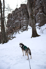 Fototapeta na wymiar Husky dog ​​in the mountains. Dovbush rocks in winter. Travel.
