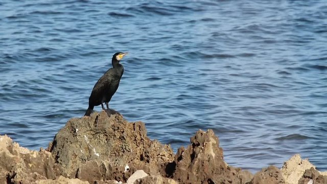 un cormorano in uno scoglio