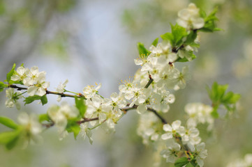 Blossoming of plum white flowers in spring time, natural seasonal background