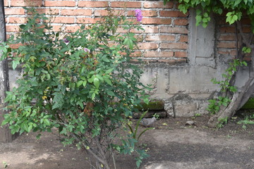 muro de ladrillo con columna de cemento visible, primer plano arbusto de hojas verdes